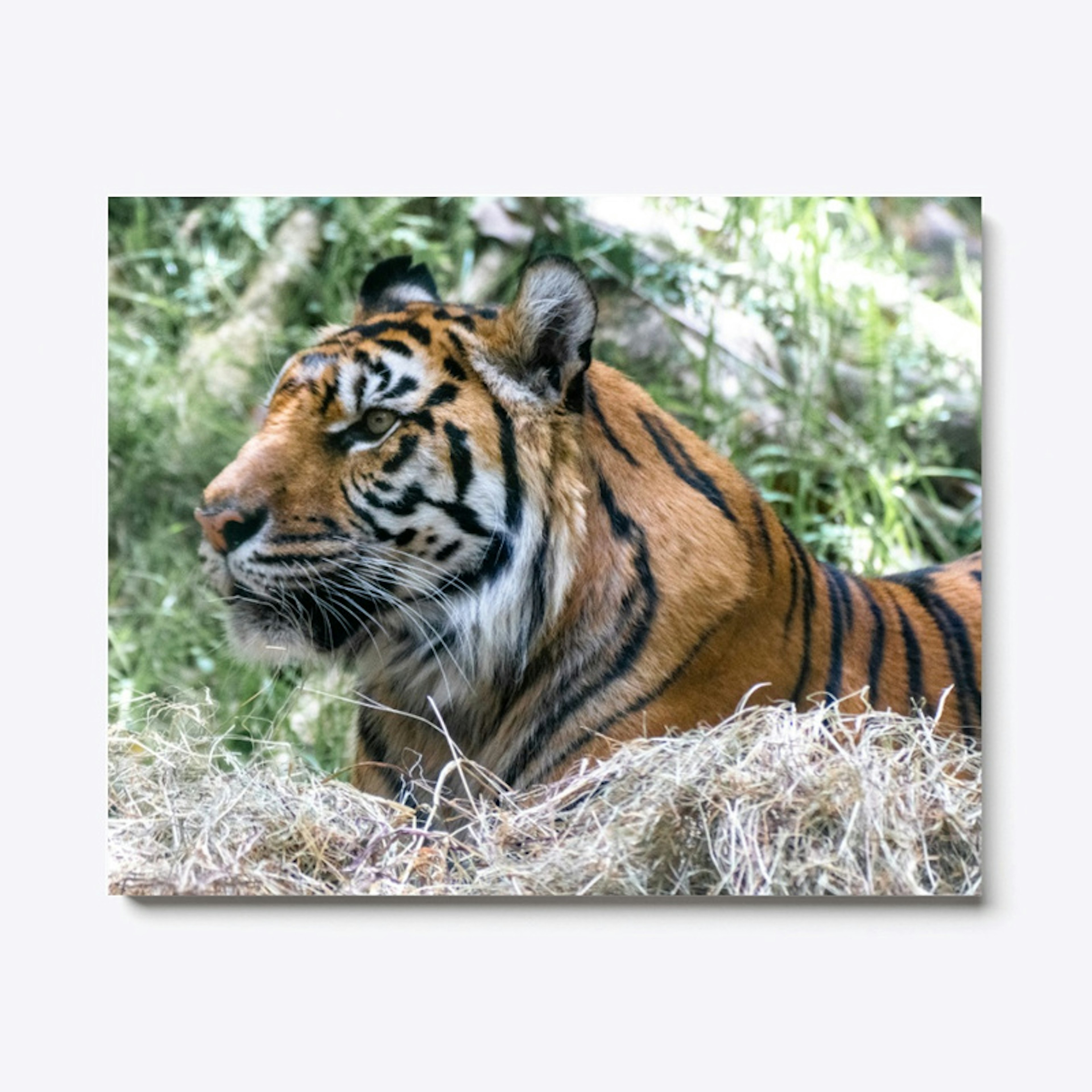 Tiger Wildlife Print