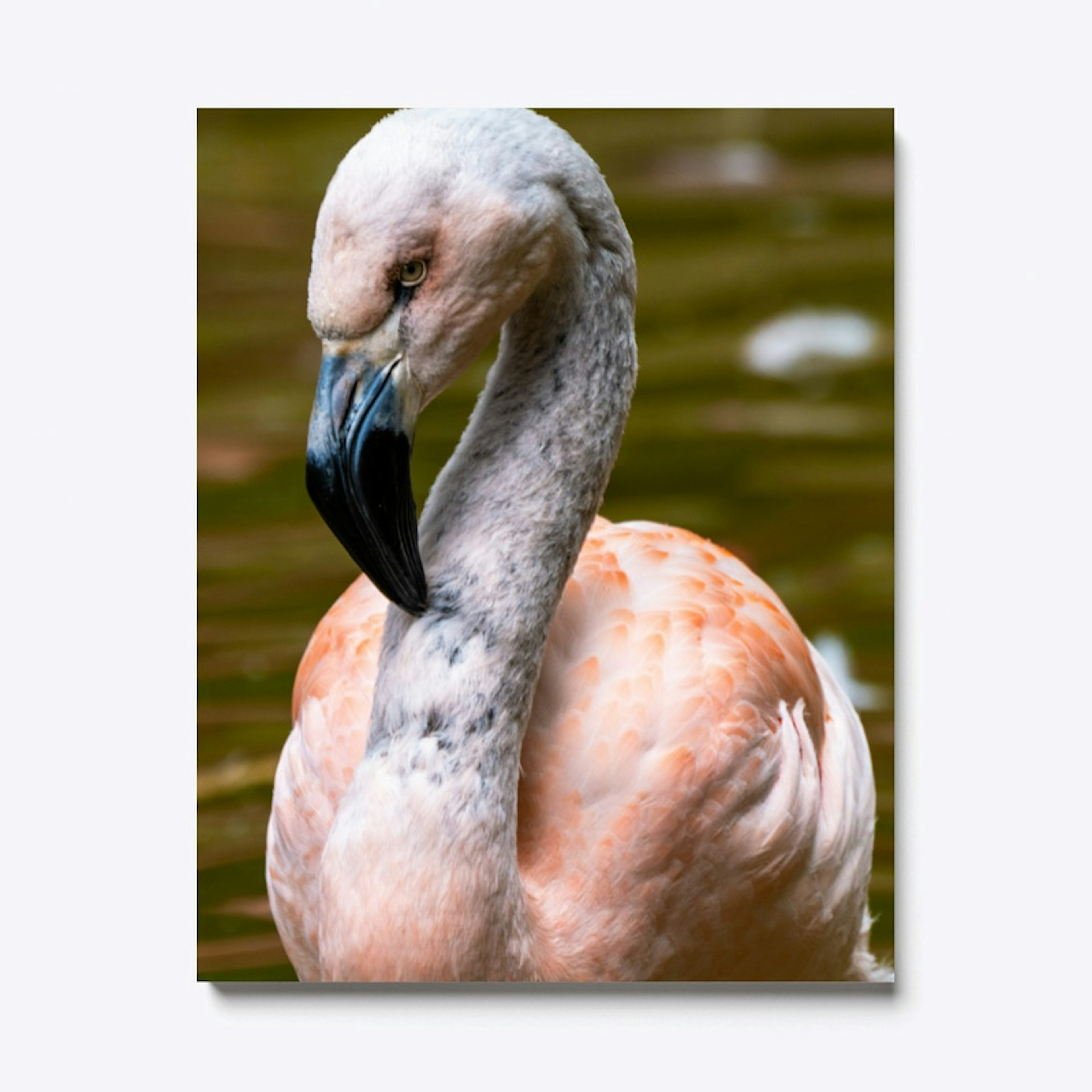 Flamingo Wildlife Print