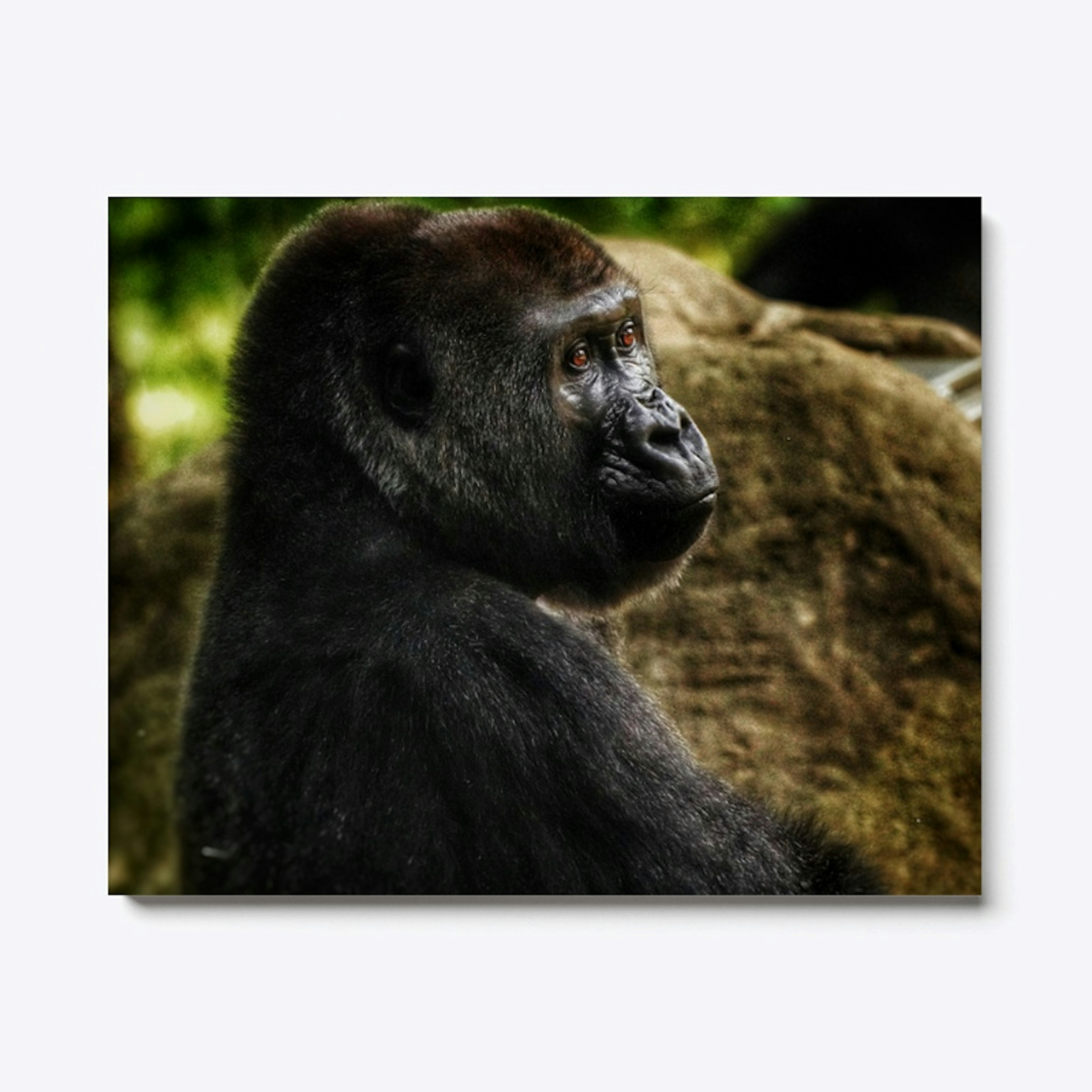 Gorilla Wildlife Print